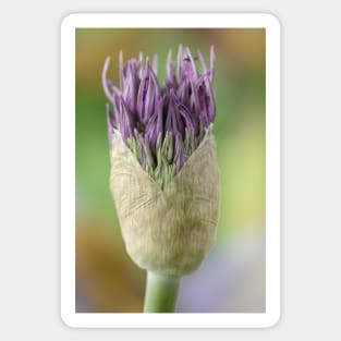 Allium  &#39;Powder Puff&#39;  AGM  Ornamental onion Sticker